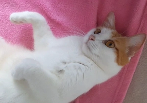 Katze sucht ein neues Zuhause in liebevolle Hände abzugeben 