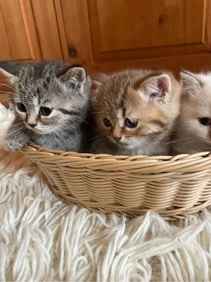 zauberhafte bkh kitten , reinrassig 