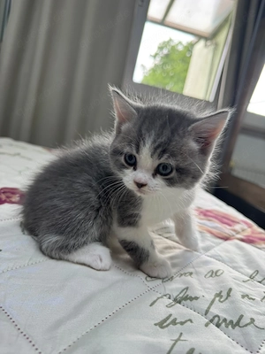 Babykatzen 