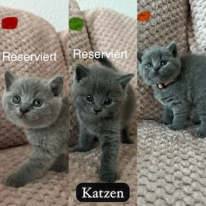 Süße Britisch Kurzhaar Kitten abzugeben   