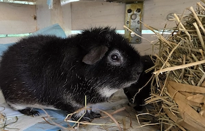 Teddy Meerschweinchen suchen 