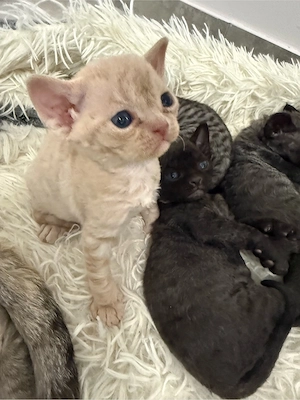 Devon Rex Kitten Stammbaum 