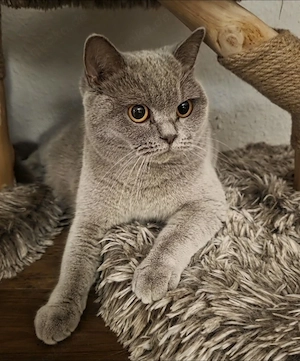 BKH Katze lilac 3 Jahre alt 
