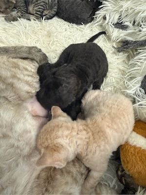 Devon Rex Kitten Stammbaum 