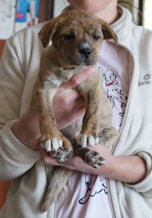 Fauna sucht ihr zuhause 