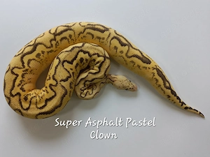 1,0 Super Asphalt Pastel Clown NZ 2025 - 1,0 Super Aspahlt Pastel phet.clown NZ 2025