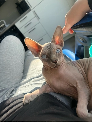 Sphynx-Kater sucht neues zu Hause 