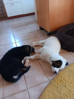 Der weiße Kleine sucht ein Zuhause 