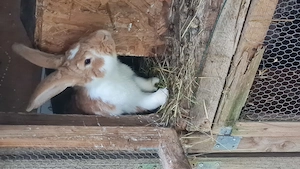 Stallhase Kaninchen 