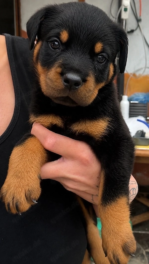 Rottweiler Welpe mit Ahnentafel sucht ein liebevolles zu Hause