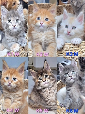 XXL Reinrassige Maine-Coon Kitten Mädchen Katerchen mit Stammbaum