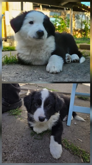 Border Collie Welpen   Rüden 