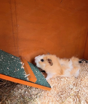 Meerschweinchen Böcke mit vollem Zubehör 