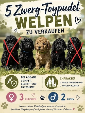 Toy -Zwerg Pudel-Welpen 