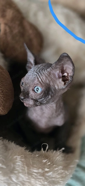 Sphynx Kitten 