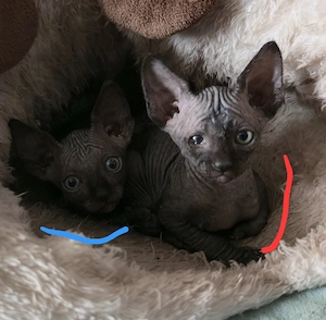 Sphynx Kitten 