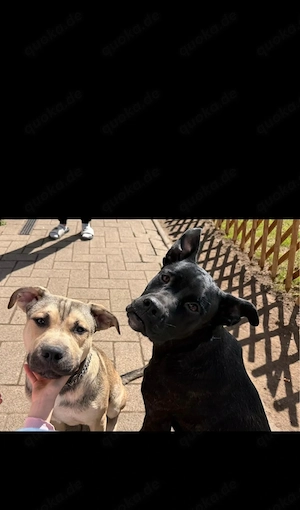 2 super hunde suchen ein neues Zuhause 