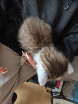Persermix katzen suchen neues zuhause