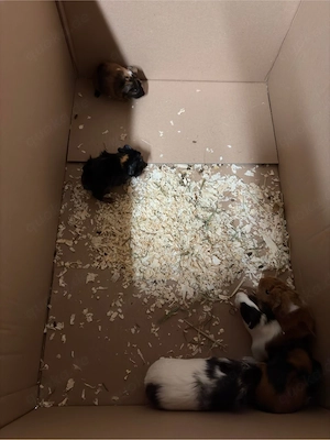 meerschweinchen weibchen und männchen 