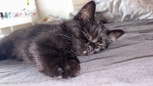 katze drigend abzugeben 
