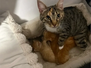    Mami-Katze mit 3 süßen Babykatern