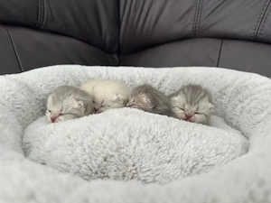 Reinrassige Britisch Kurzhaar Kitten (BKH), ab Ende Juli Anfang August abzugeben