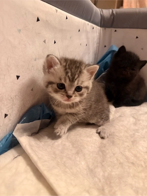 BKH Kitten