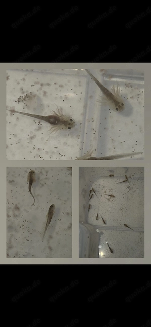 Axolotl Babys helle & Willdlinge, topfit! 