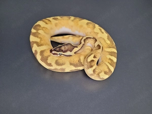 1.0 Super Enchi Fire Pastel Pied het. Ultramel Königspython 