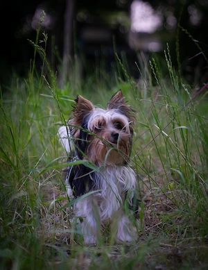 Mini Biewer Yotkshire Terrier 