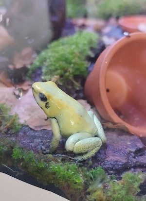 Phyllobates terribilis Pfeilgiftfrösche 