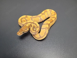 0.1 Enchi (Black Head) Ultramel het. Pied Königspython 