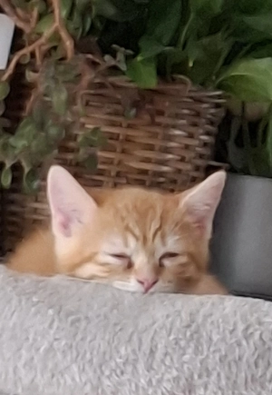 schöne Kitten