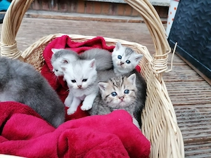 Reinrassige BKH Kitten 