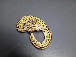 0.1 Pastel Super Gravel Leopard het. Clown Königspython 