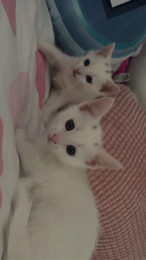 Babykatzen suchen liebes Zuhause   Nähe Gera 