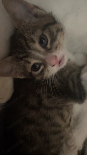 Babykatze sucht liebes Zuhause   Nähe Gera 