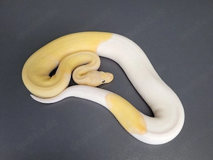 0.1 Banana Leopard Pastel Pinstripe Pied DH Cryptic Desert Ghost Königspython 