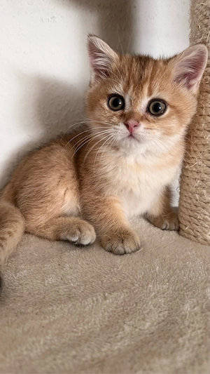bkh kitten ab sofort m