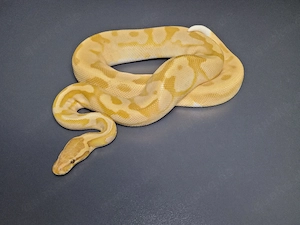 1.0 Enchi Ultramel Pied proven Breeder Königspython 