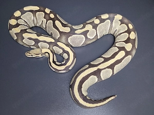 0.1 Desert Ghost DH Cryptic Pied proven Breeder Königspython 