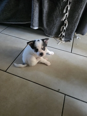 Spitz Pomerian und PincherChihuhaha Welpen