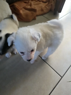 Spitz Pomerian und PincherChihuhaha Welpen
