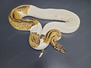 0.1 Pastel YB Pied DH Cryptic Desert Ghost Königspython 