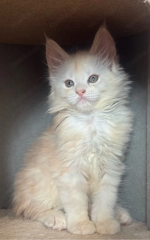 Maine Coon Kitten