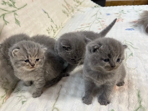 Reinrassige BKH Kitten 