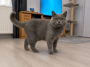 Liebevoller Kater sucht ein schönes Zuhause     