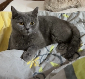 Liebevolle BKH-Mix-Katze