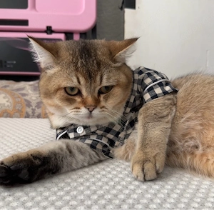 Liebevoller Britisch-Kurzhaar-Kater (gold hellbraun) 