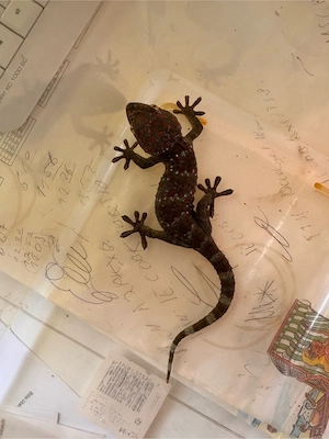 Tokee   Gecko gekko